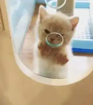 这只小奶猫隔着玻璃冲着网友卖萌的样子,让人想直接抱走...