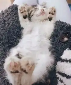 福懋宠物医院捡到一只小奶猫,看其可怜带回家养