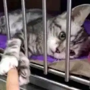 男子在宠物店逗猫,被一只小奶猫抓住手指,心瞬间被击中了