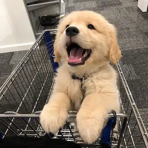 目前最受欢迎的狗狗品种,你养过哪种