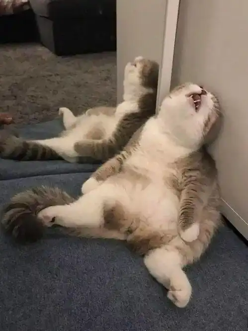 日本这只小奶猫火了,以其独特睡姿,吸百万网友围观