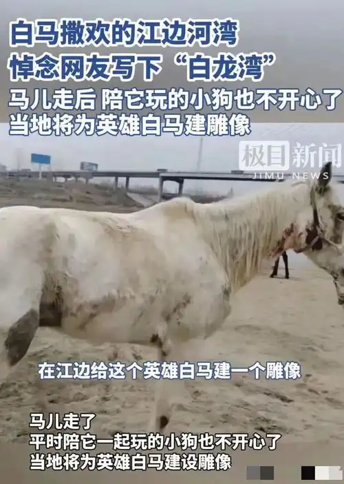 白龙马救人后续已离世,主人获赠新马,被救者没发声,当地发声白马救援者网易订阅