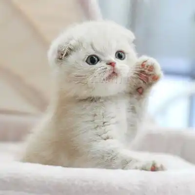 蓝猫生出3只小奶猫,仔细一看笑喷了,蓝墨水没了