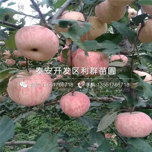 烟富111苹果树苗品种介绍烟富111苹果树苗价格及报价-黄页88网
