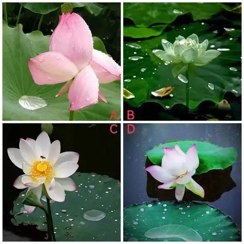 心理测试选一朵喜欢的滴水荷花,测试你是哪种水做的女人