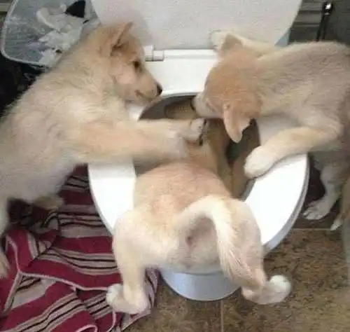 狗改不了吃屎狗狗食粪真不是天性,它可能是在控诉主人