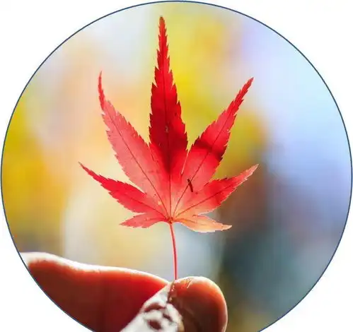 选择哪张图做头像,就代表什么性格类型,不信对照看看