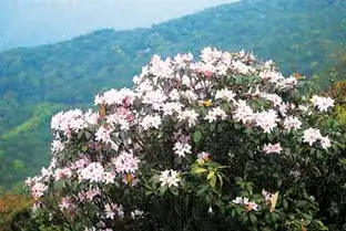 高山杜鹃装点梧桐山