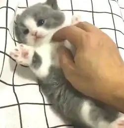 特别喜欢撸小奶猫,蓝猫老妈严肃警告撸我儿子不给钱的吗