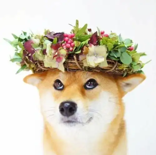 花环与柴犬,这样的cp看起来还真的很优雅