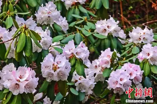 初夏时节高山杜鹃绽放秦岭之巅