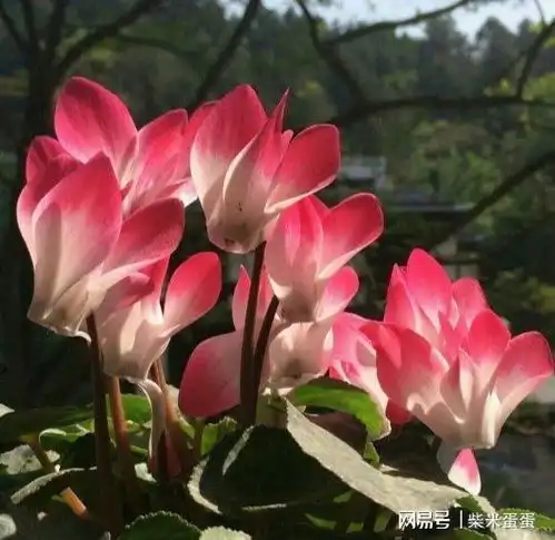 仙客来度夏不死必有后福,秋天嗖嗖冒花苞,开花200天