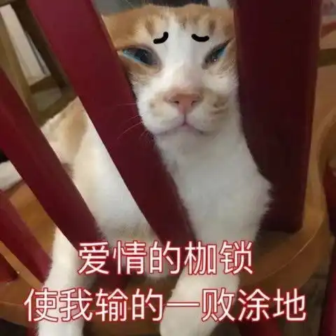 超奈斯小奶猫表情包火了爱情的枷锁使我输得一塌涂地