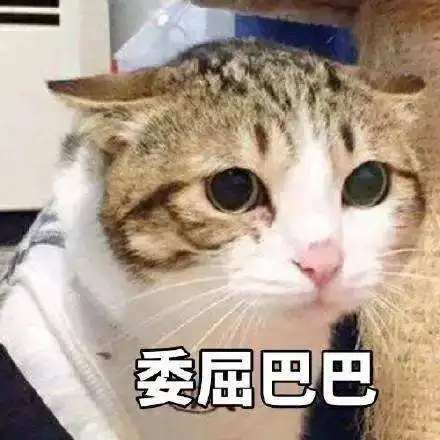 肝病猫该吃什么病猫的营养管理