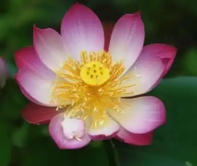 7月下旬,事业顺风,穷运到头,名利双收的四大生肖