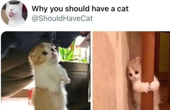 小奶猫有多爱卖萌,铲屎官干啥啥不行,撒娇第一名