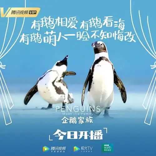 每一帧都萌化这世界上到底有多少种企鹅