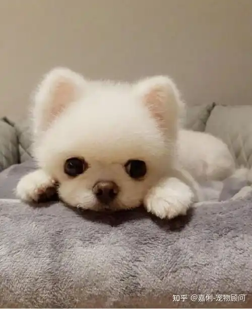 博美犬怎么样怎么训练博美犬认主人