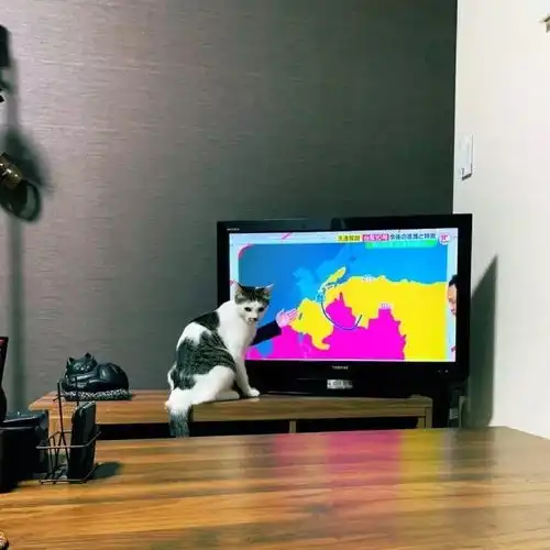 家里的大宝贝,身材是真不错上辈子是个健美运动员吧
