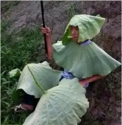 杨颖是晒不黑吗录了这么多期跑男还那么白
