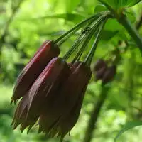 鲜花盛开,果实成熟的季节qq头像唯美意境风景高清图片98p