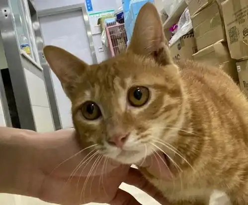 小奶猫接回家后,狗狗比我还高兴,甚至连遛狗回家时都不用哄了
