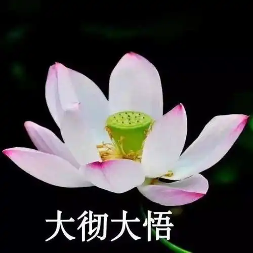 有什么好看或者沙雕的五人团头