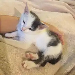 小奶猫获救后,变身可爱的沙发土豆宠物时间app