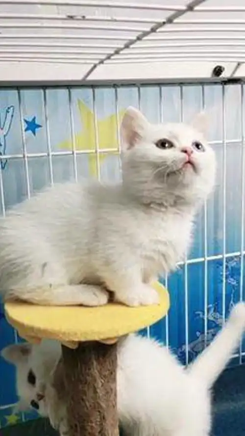激萌动物家养宠物动物卖萌英国短毛猫小奶猫