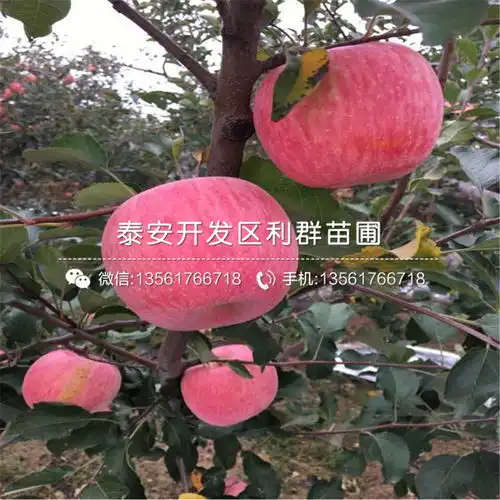 阿勒泰黄页88网