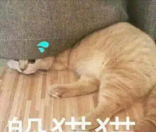 小奶猫刚来新家不适应玩失踪,主人苦找一小时,它却藏在了这