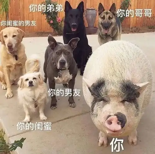适合发朋友圈的沙雕文案