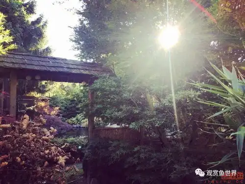 美就一个字之锦鲤一群美到爆可爱活泼到爆美爆的大家伙剧毒渗入
