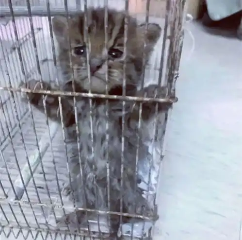 台湾男子在水沟里捡了只小奶猫,好心将其收养,结果差点摊上事了