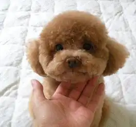小妞,给大爷乐一个