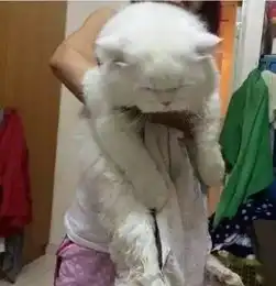 小哥刚领养的小奶猫,一年长了四十多斤请问你是喂的什么