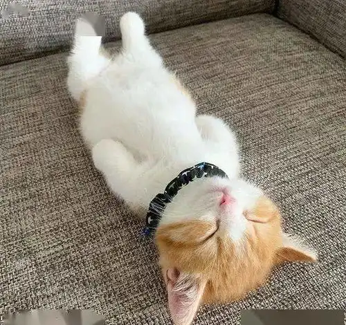 日本这只小奶猫火了,以其独特睡姿,吸百万网友围观