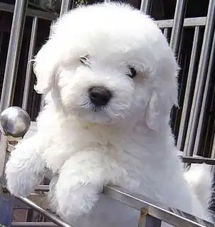 杭州出售比熊犬终身质保质量三包支持上门来看狗杭州卖比熊犬