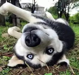 狗狗有时挑食不吃狗粮怎么办小课堂
