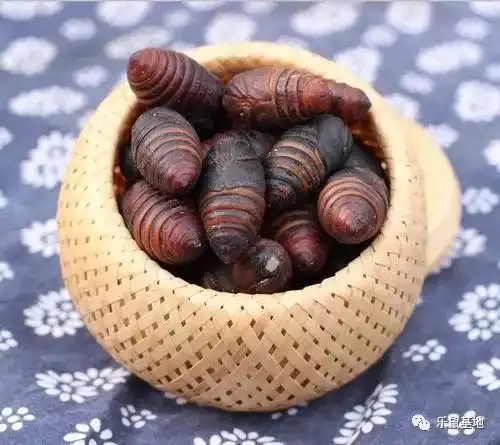 又丑又胖的蚕蛹,东北暗黑系美食的唯一代表