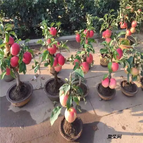 嫁接苹果苗品种介绍嫁接苹果苗多少钱一棵