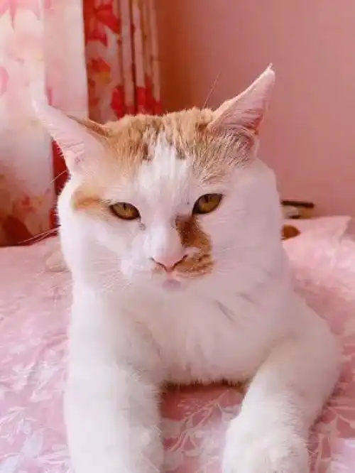 激萌动物家养宠物动物卖萌英国短毛猫