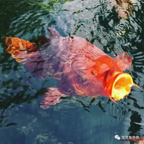 美就一个字之锦鲤一群美到爆可爱活泼到爆美爆的大家伙剧毒渗入