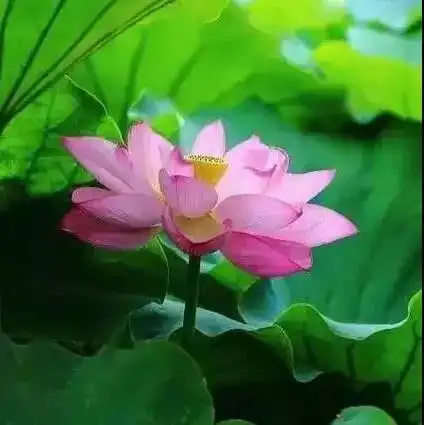 淡淡的活,慢慢的老