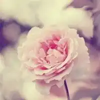 微信头像伤感女生唯美意境带字女生头像