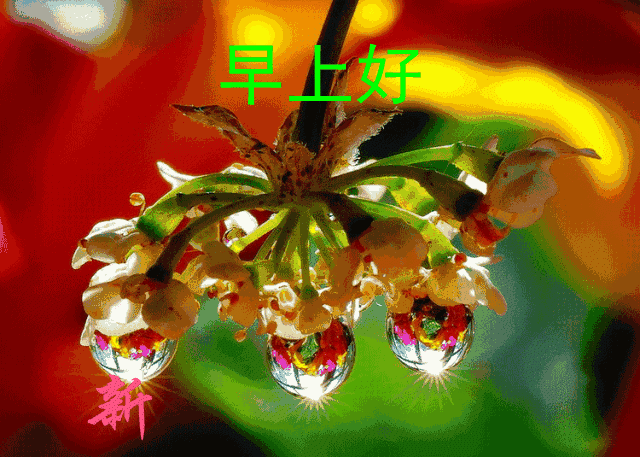 愿我的祝愿伴你每时每刻,愿你今日有个好意情,早安