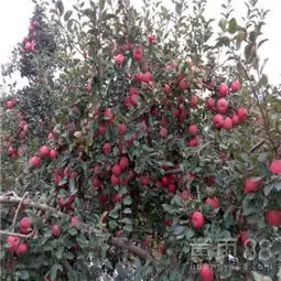 花牛苹果苗行情报价花牛苹果苗出售基地电话-黄页88网