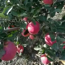黄页88网