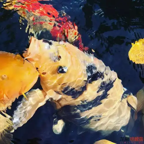 看着这些锦鲤,完全走不动道
