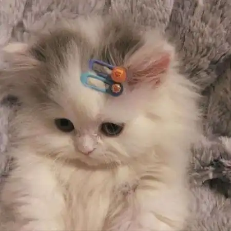 可爱动物头像,狗狗小猫猛男专属你快来吧